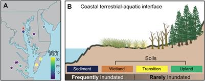 Coastal inundation regime moderates the short-term effects of sediment and soil additions on seawater oxygen and greenhouse gas dynamics: a microcosm experiment